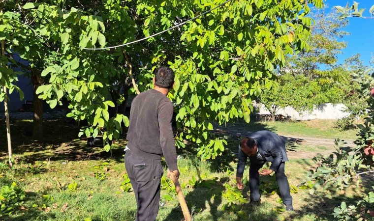 Adilcevaz cevizinin hasadına başlandı