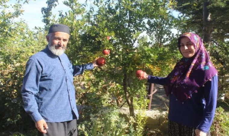 Ağaç merakıyla bölgede olmayan ürünleri yetiştirdi 