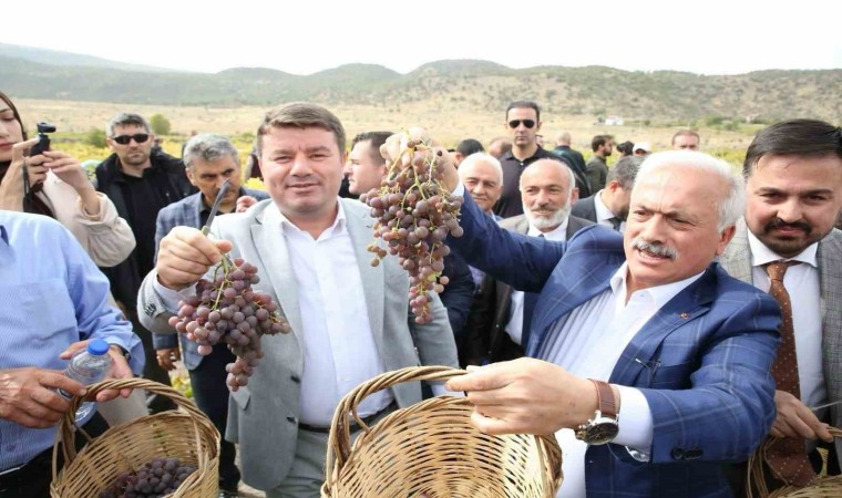 Aksarayda 2. Geleneksel Bağ Bozumu ve Pekmez Festivali