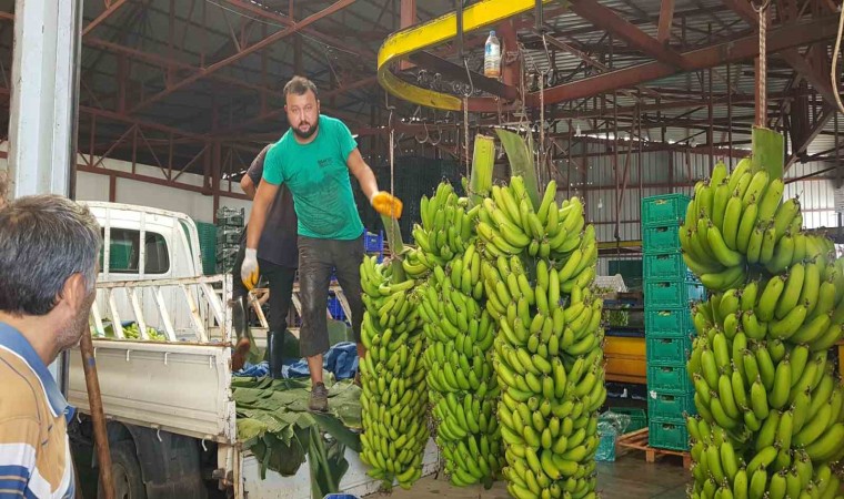 Alanyada muz hasadı başladı, rekoltenin 150 bin tonu bulması bekleniyor