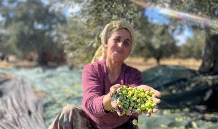 Aliağa, zeytin hasat şenliğinde buluşuyor