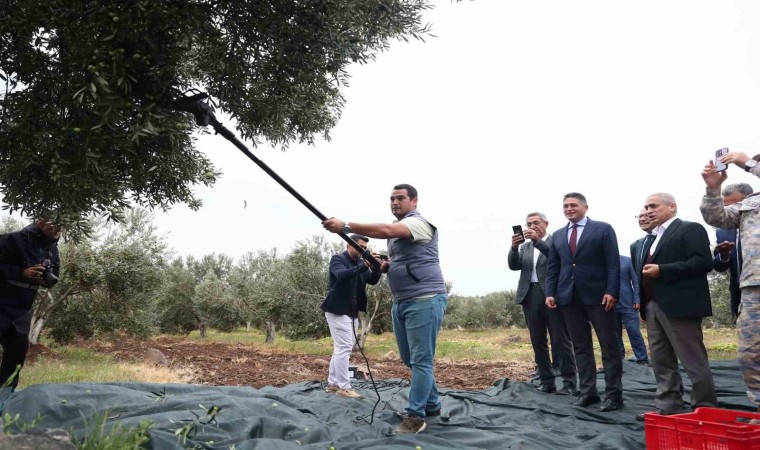 Aliağada 2. Zeytin Hasat Şenliği düzenlendi