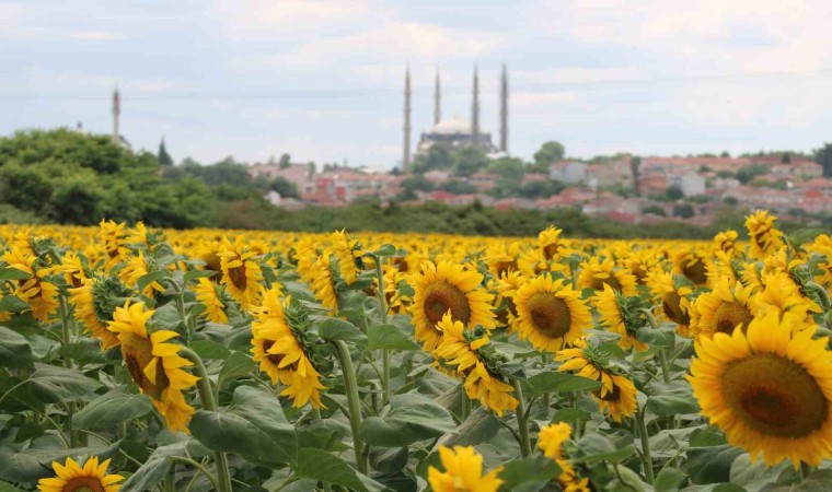 Aşırı sıcaklar ve kuraklık ayçiçeğini vurdu