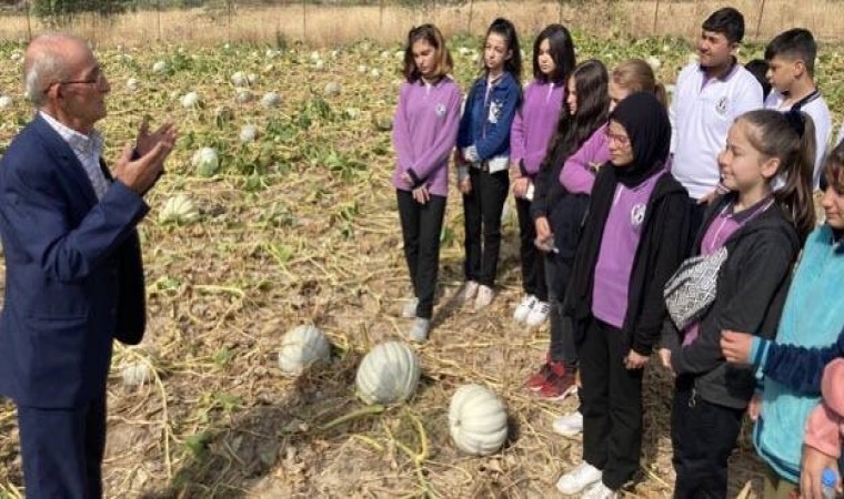 Ata tohumundan ekimi yapılan bal kabaklarının hasadı için gün sayılıyor