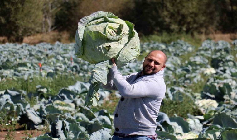 Ata tohumundan üretilen dev lahanaların hasadı başladı