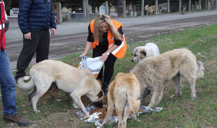 Atakum Belediyesinden patili dostlara 32 ton mama desteği