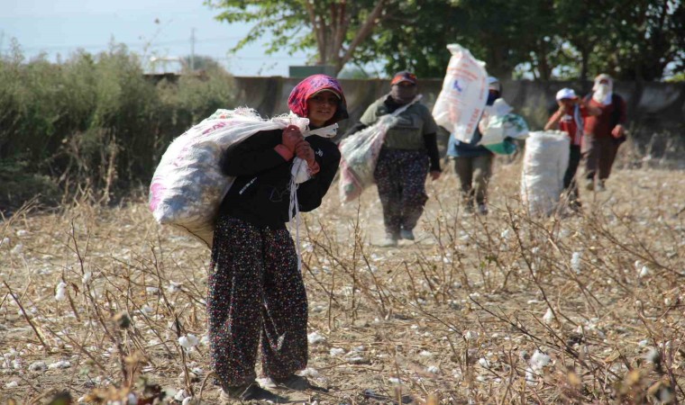 Aydın Ovasında ‘kalıntı pamuk mesaisi