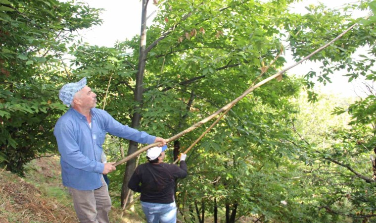 Aydın ve İzmirde kestane telaşı başladı