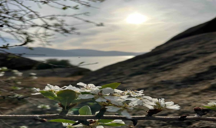 Aydın ve Muğlada meyve ağaçları yeniden çiçek açtı