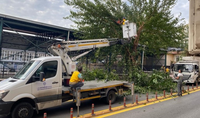 Aydında ağaçlar budanıyor