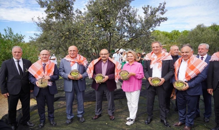 Ayvalık zeytinine uluslararası festival hasatı