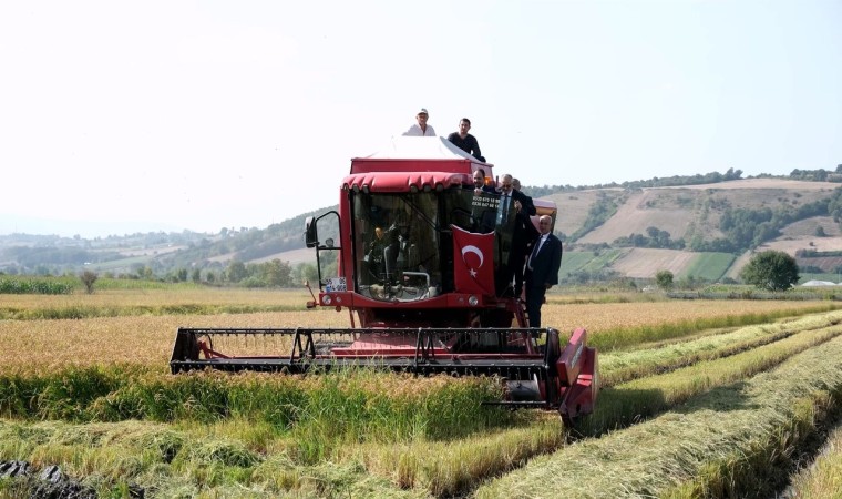 Bafra Ovasında çeltik hasadı: İlk hasat Vali Tavlıdan