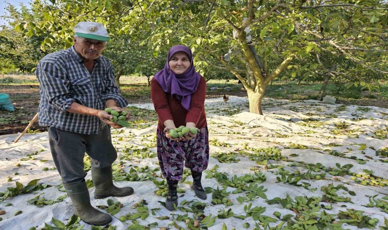 Balıkesirde ceviz hasadı başladı