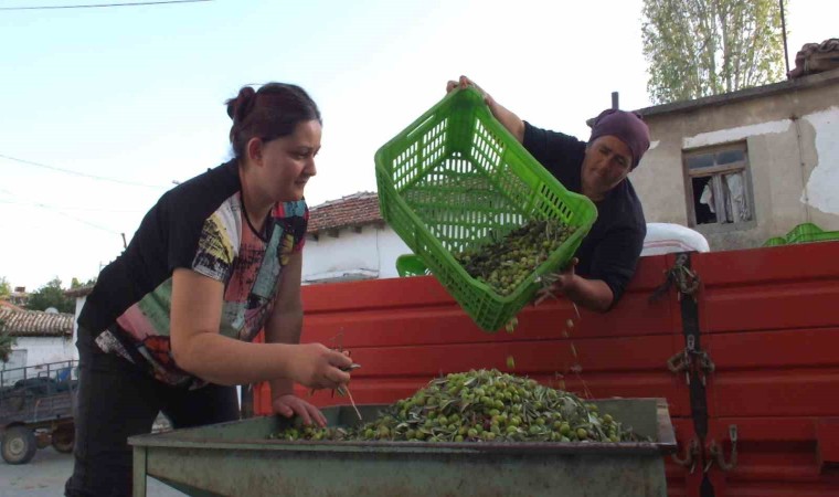 Balıkesirde yeşil zeytin alımı başladı