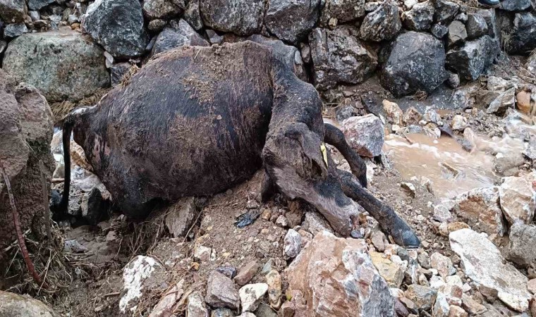 Batmanda sağanak yağış nedeniyle köy yolları bozuldu, 2 inek telef oldu