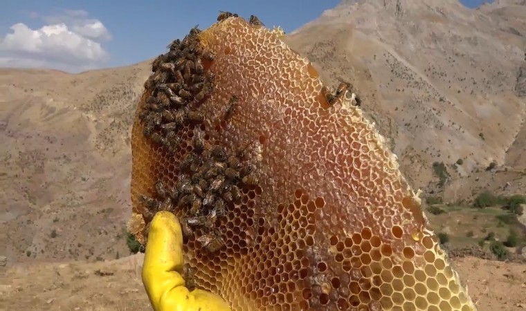 Batmanda üretilen bu bal, kilosu 2 bin 500 liradan alıcı buluyor