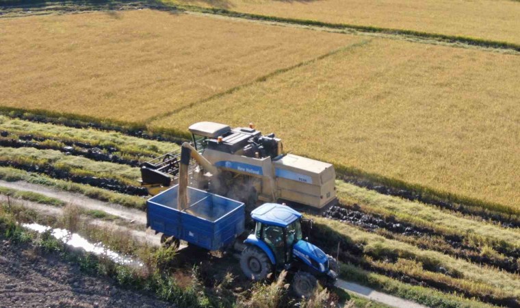 ‘Beyaz altın çeltikte hasat gecikmeli olarak başladı