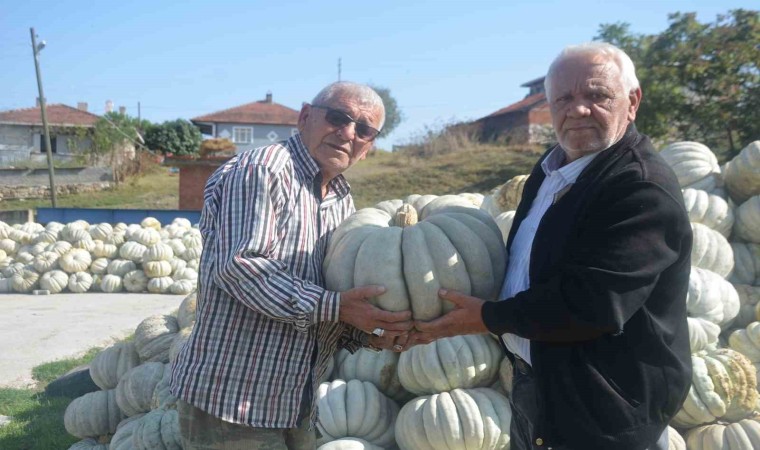 Bilecikte 20 ile 30 kilogram ağırlığında gelen kestane kabağı hasadı başladı