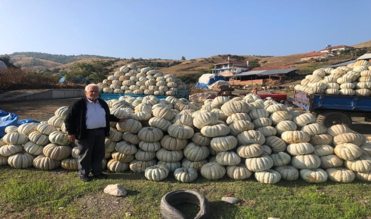 Bilecikte kestane kabağı üretiminde bu yıl rekor artış yaşandı