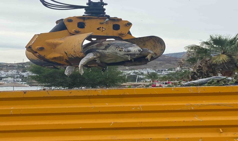 Bodrumda deniz kaplumbağası sahile vurdu