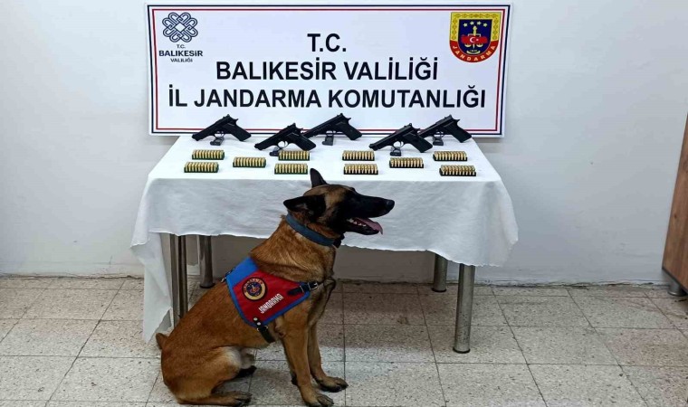 Bomba köpeği Vaha kaçak silahları buldu