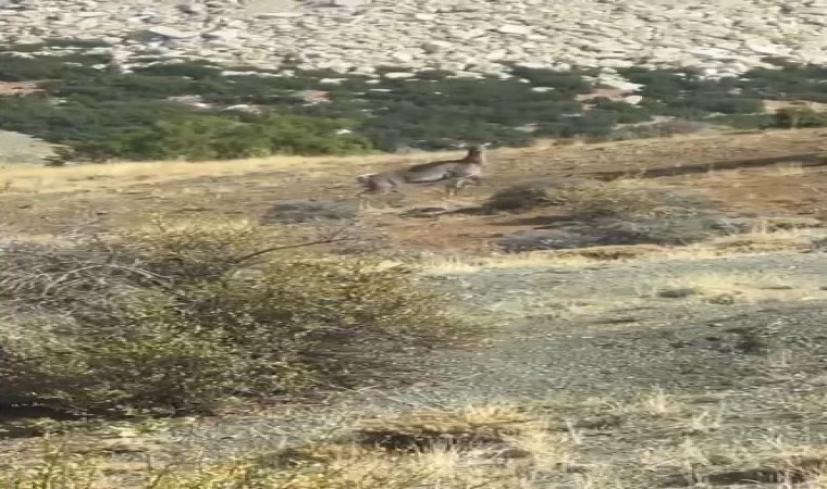 Burdurda ilk kez geyik gören vatandaş şaşkınlığını gizleyemedi