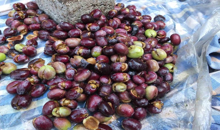 Burhaniyede kırma zeytin sezonu başladı