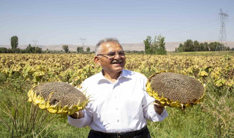 Büyükşehirden ay çekirdeği üretiminde ilk sırada olan Kayseriye 5 kurutma sahası