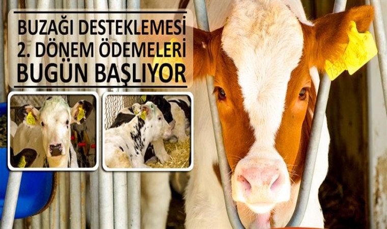 Buzağı desteklemesi 2nci dönem ödemeleri bugün başlıyor