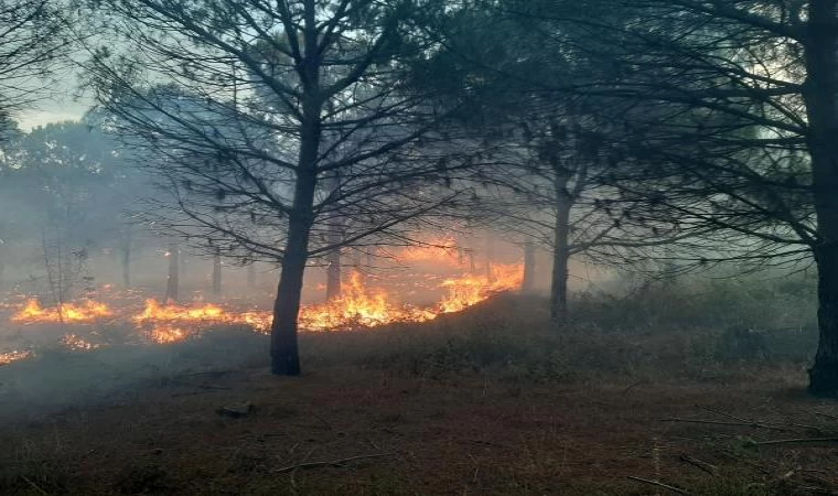 Çanakkale’de orman yangını