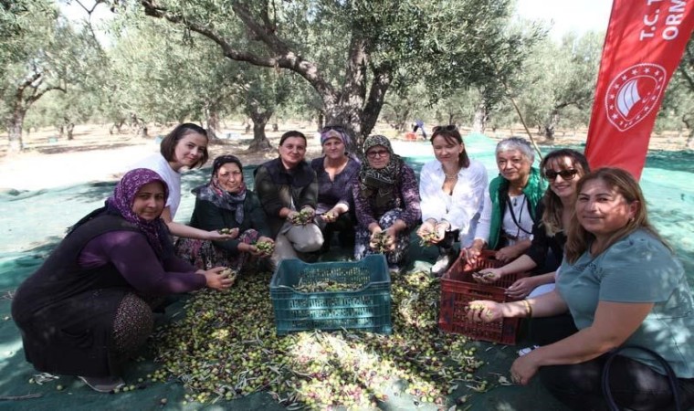 Çanakkalede zeytin hasadı şenlikle başladı