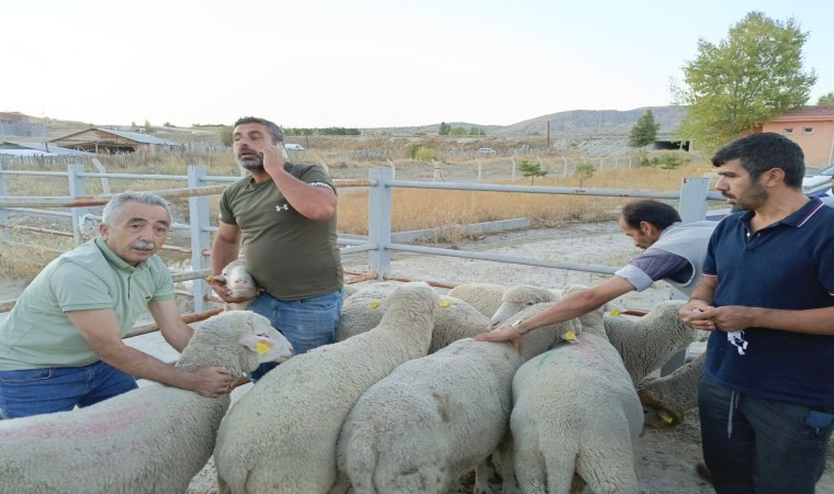 Çankırıda üreticilere merinos koç dağıtıldı