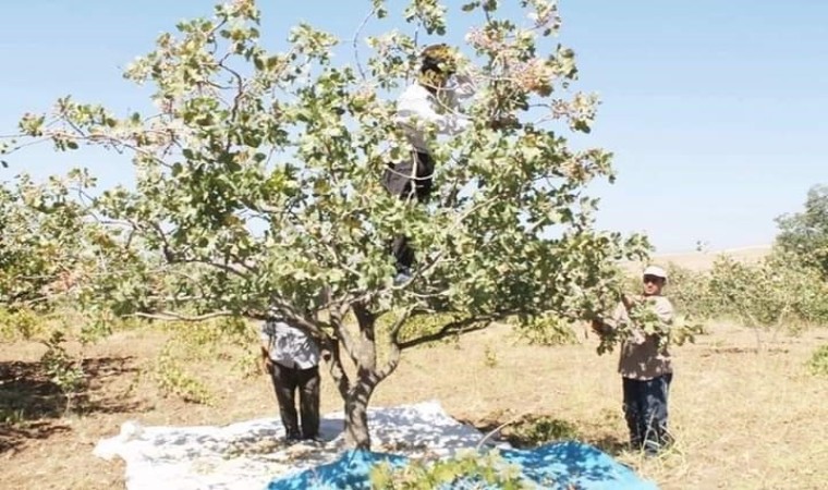 Çermikte dolu ve yağış fıstık üreticisini etkiledi