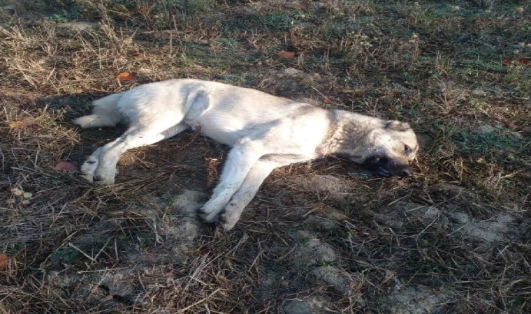 Çiftliğe atılan etten yiyen 5 Kangal köpeğinden 3’ü öldü