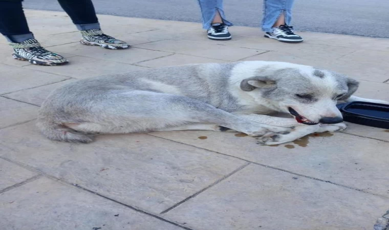 Ciple sokak köpeğinin üzerinden geçti; o anlar kamerada