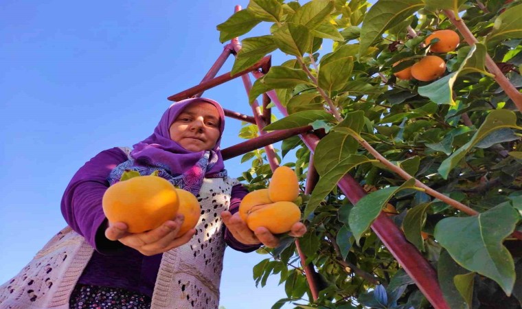 Denizlide cennet hurmasında hasat zamanı