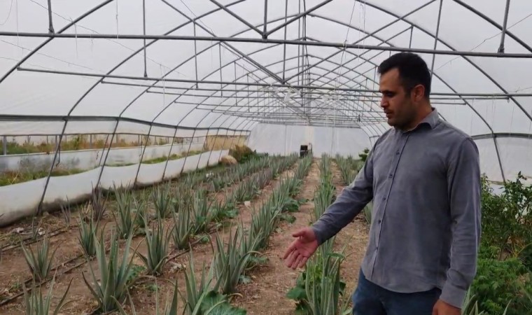 Derecikte ilk kez yetiştirilen aloe vera üreticiyi memnun etti