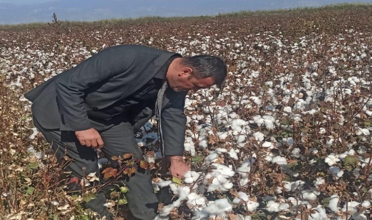 Didimde pamuk hasat kontrolleri devam ediyor