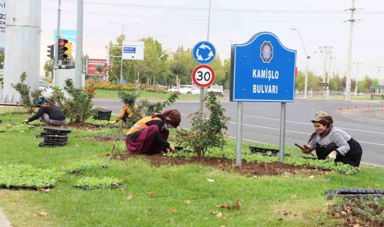 Diyarbakırda 1 milyon 200 bin kışlık çiçeğin toprakla buluşturulması hedefleniyor