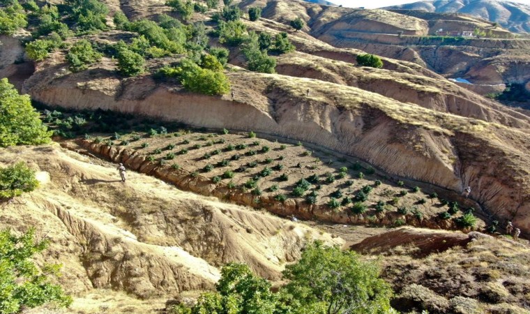 Diyarbakırda 2 milyon 64 bin kök kenevir ve skunk ile 812 kilo esrar ele geçirildi