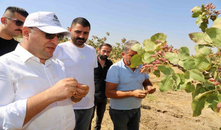 Diyarbakırda fıstık hasadına başlandı