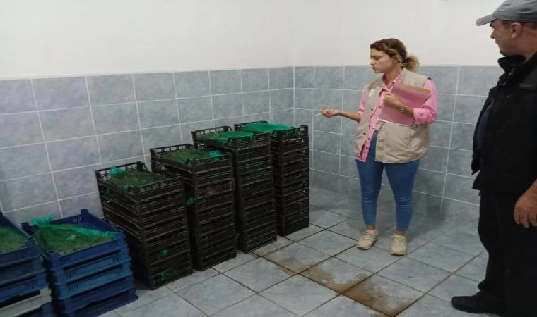 Edirne’de, 800 kilo kaçak midyeyle yakalanan kişiye 331 bin lira ceza