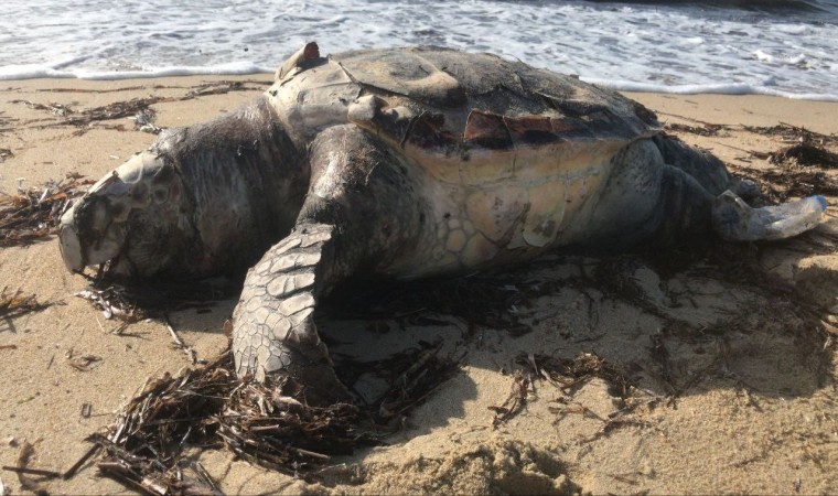 Edirnede ölü caretta caretta karaya vurdu