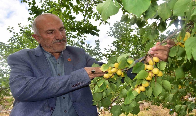 Ekim ayında meyve veren kayısı ağacı şaşırttı