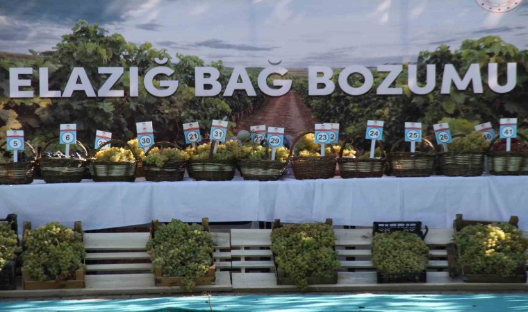 Elazığda 17nci Bağ Bozumu Festivali gerçekleştirildi