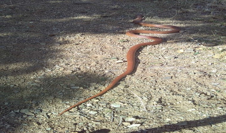 Elazığda 2,5 metre uzunluğundaki yılan korkuttu