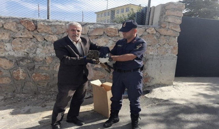 Elazığda jandarmanın bulduğu 2 yaralı baykuş koruma altına alındı