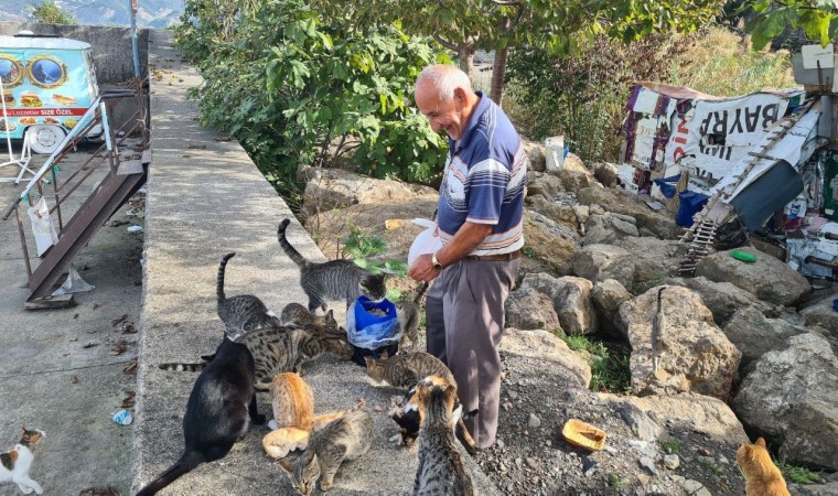 Emekli işçi, 100 kedinin dedesi oldu, maaşını onlar için harcıyor