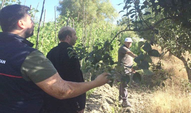 Emet Küreci Elması fidanlarının izleme ve denetimi yapıldı