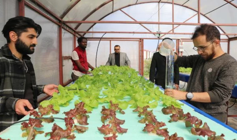 ERÜ’de yetiştirilen yüzen marullar, 8 ülkeden gelen öğrencilerin geçim kaynağı olacak